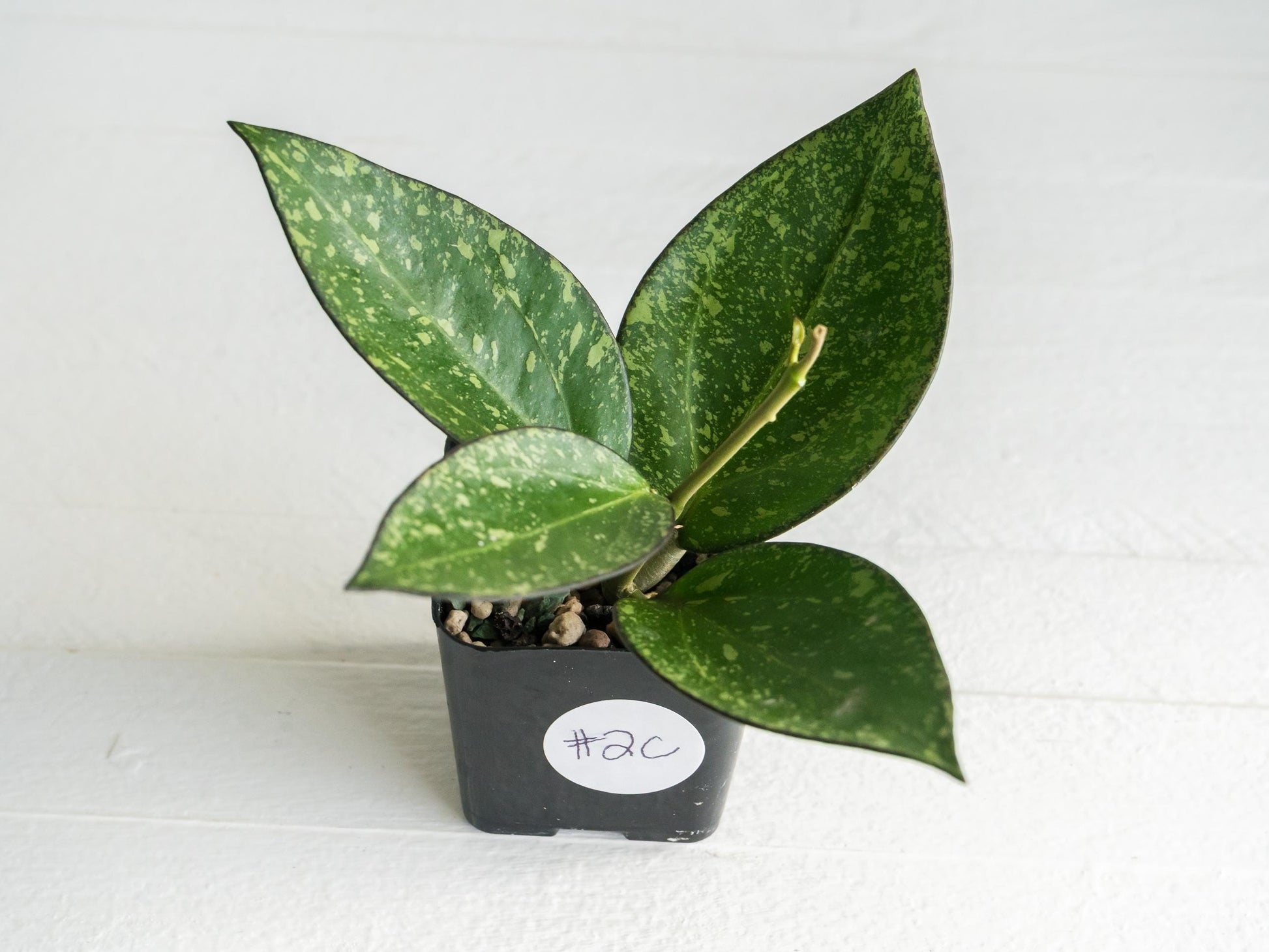 Hoya icensis (Splash) fka Patcharawalai (023) | 2-Inch