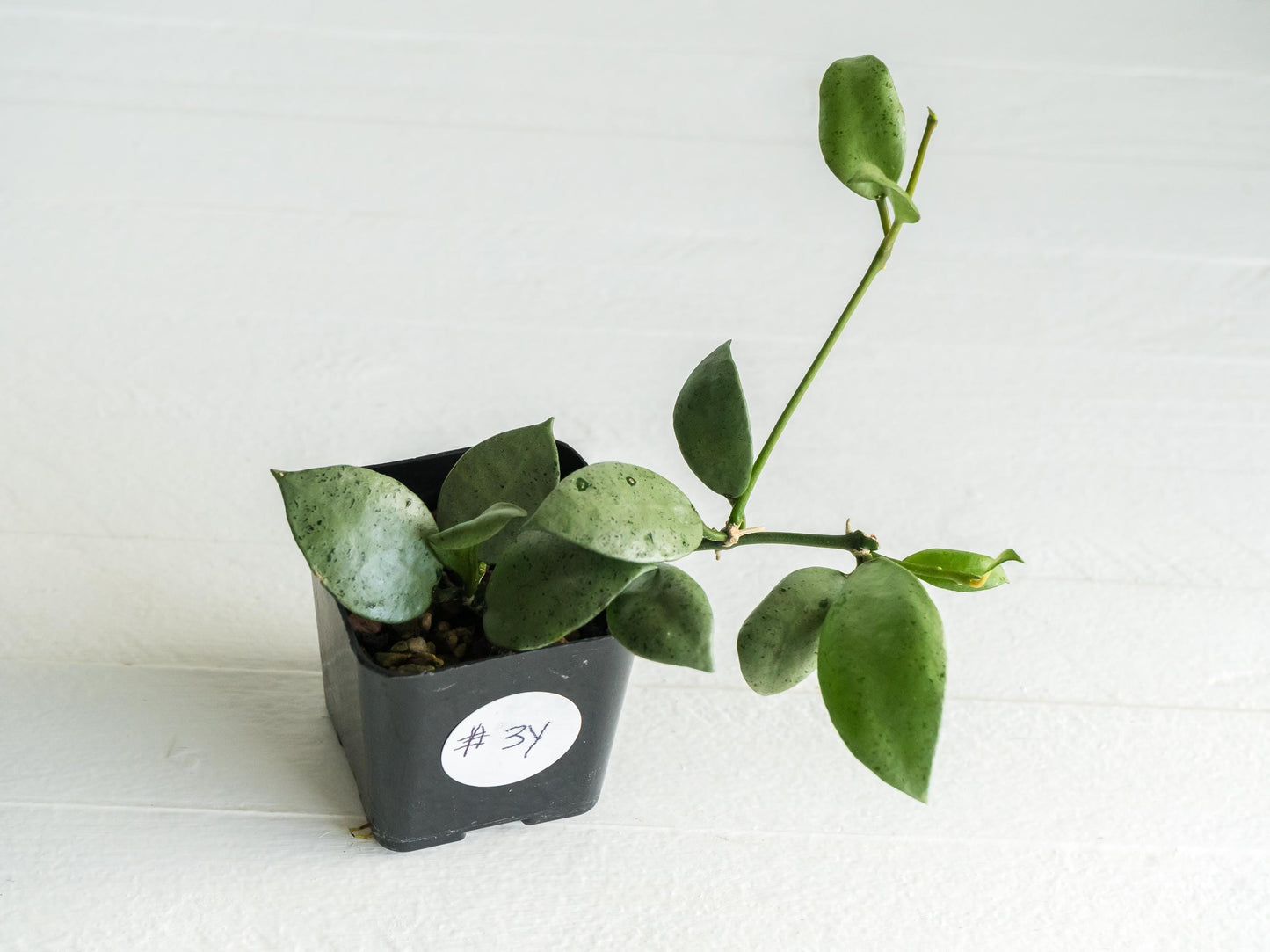 Hoya lacunosa 'Silver Mint Coin' | 2-Inch