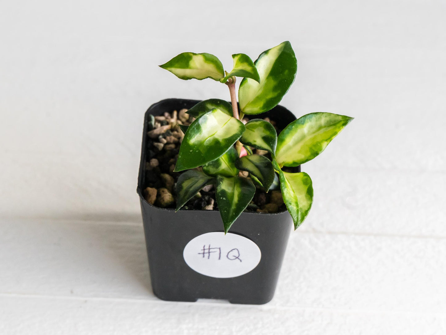 Hoya lacunosa 'Tricolor Bruno' | 2-Inch