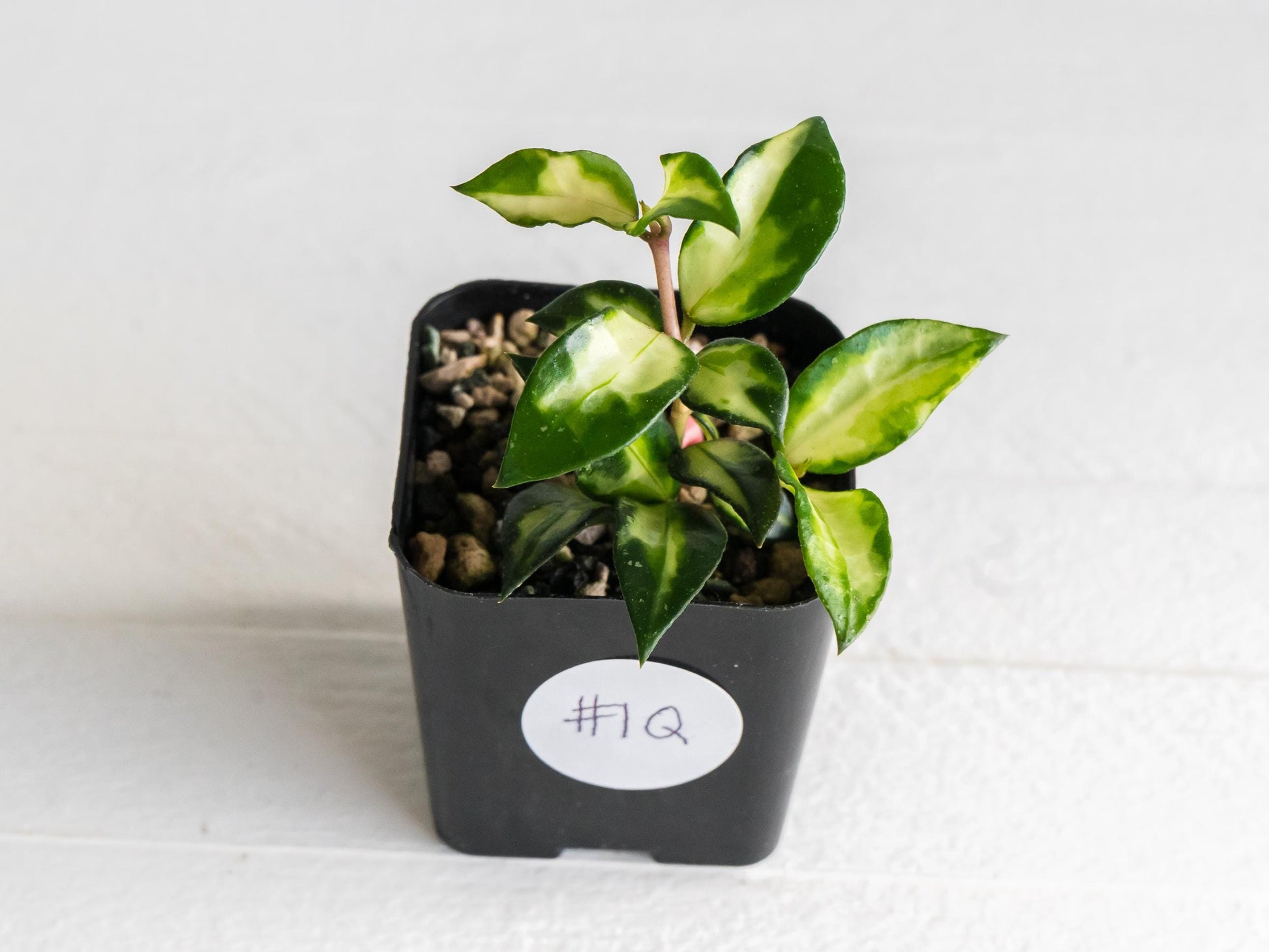 Hoya lacunosa 'Tricolor Bruno' | 2-Inch