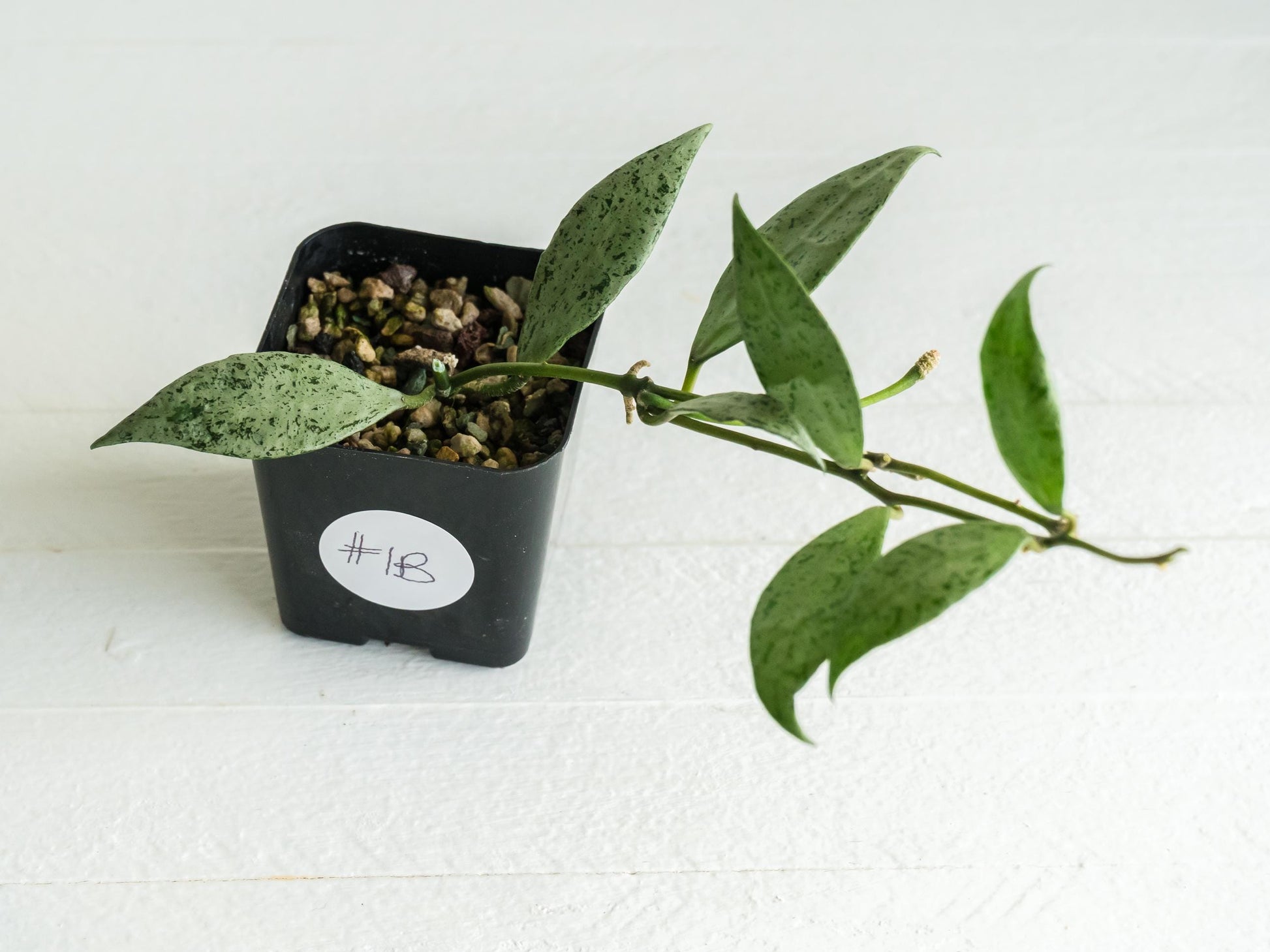 Hoya lacunosa 'Silver Lime' | 2-Inch