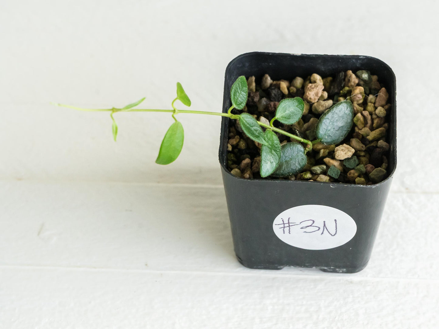 Hoya pulleana IM-02 | 2-Inch