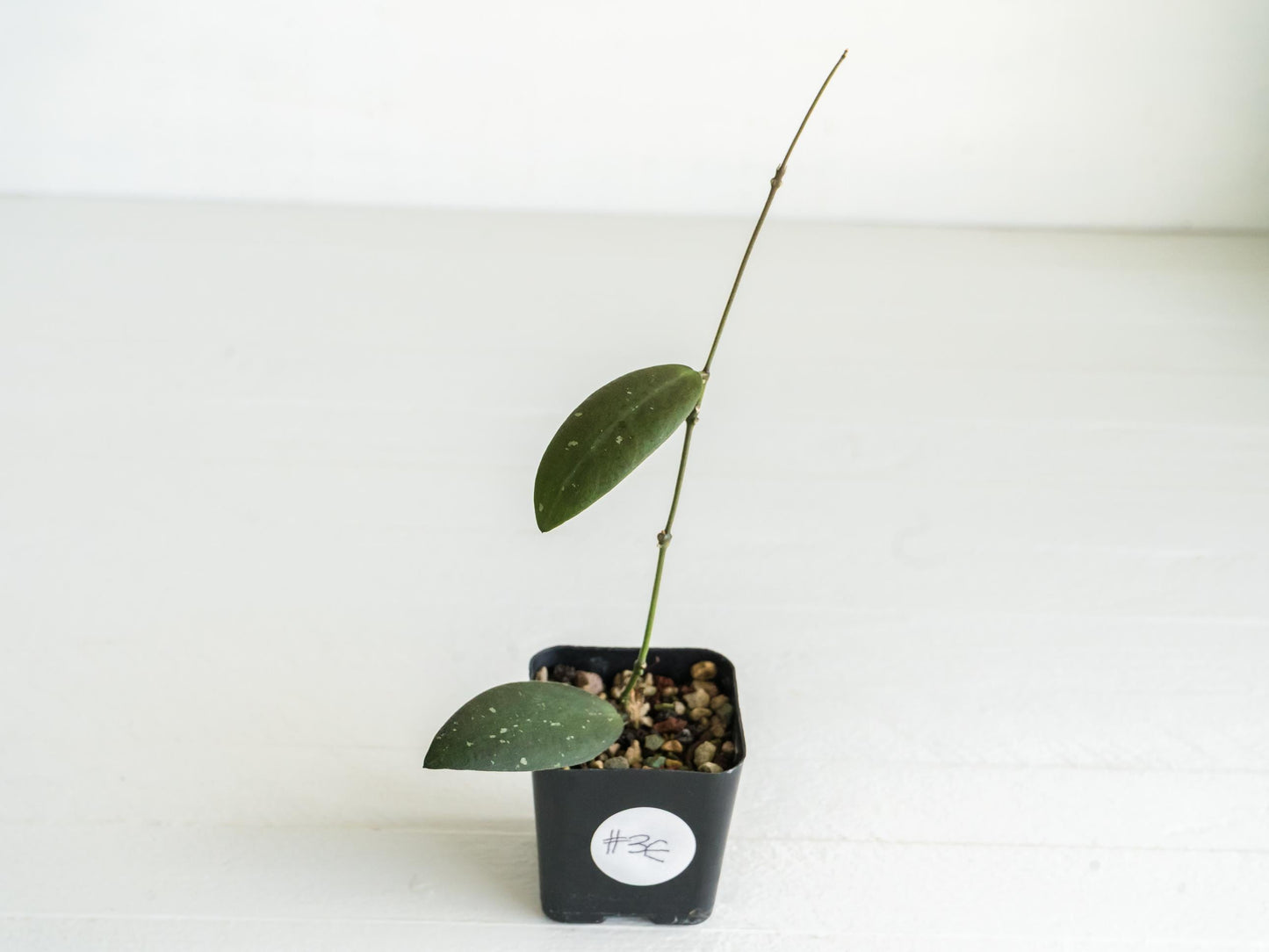 Hoya sabah 'Dragonfly' (EPC-960) | 2-Inch