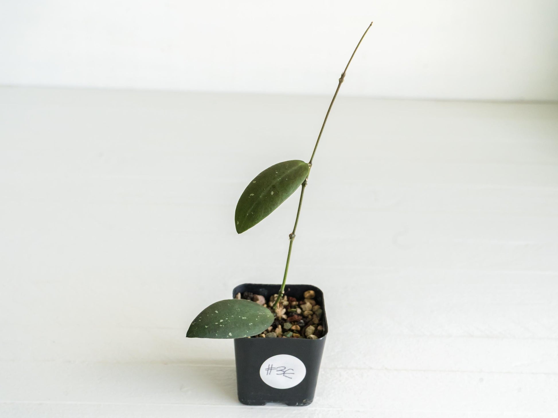 Hoya sabah 'Dragonfly' (EPC-960) | 2-Inch