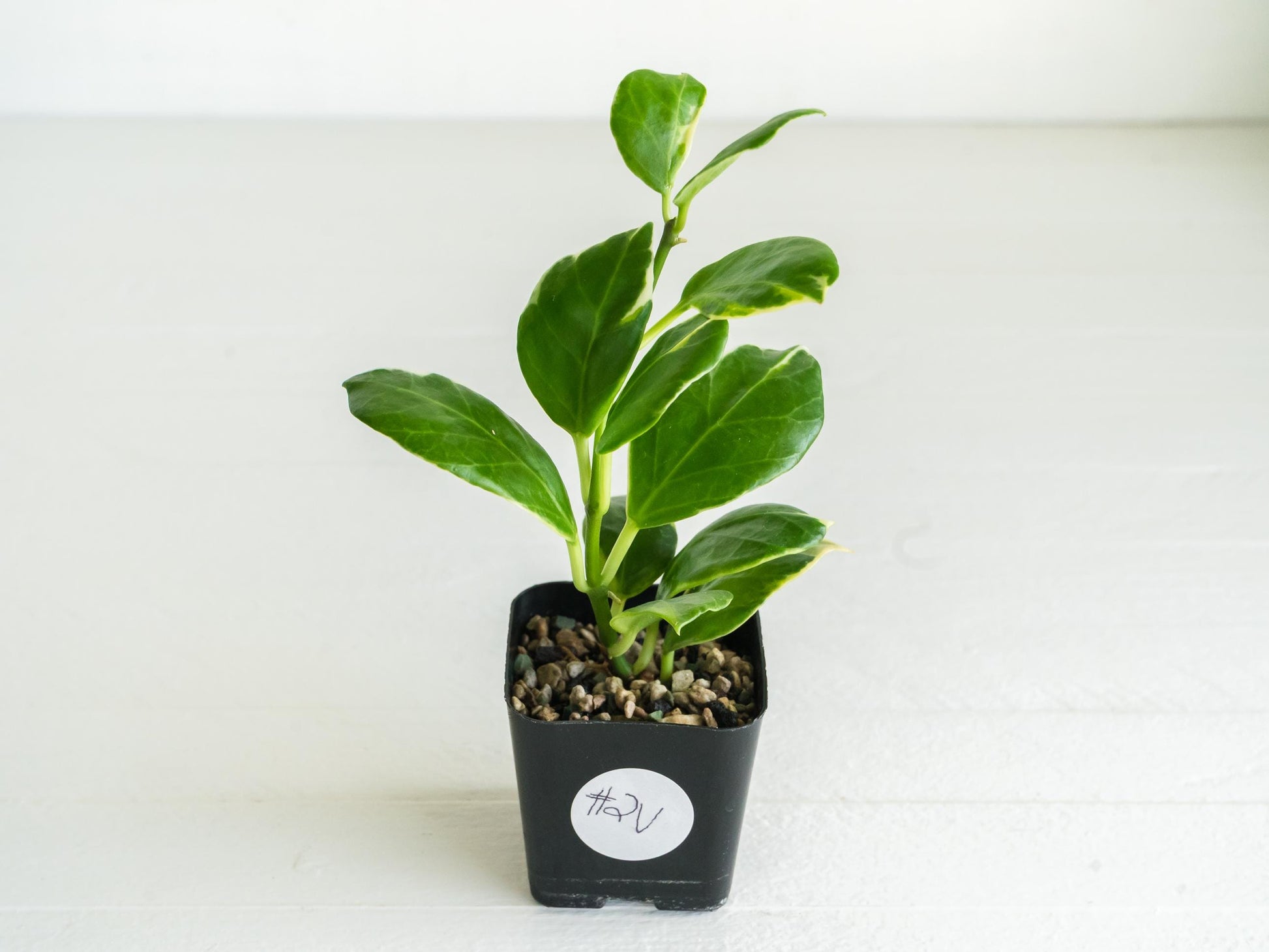 Hoya obscura (Albo | Outer Variegated) | 2-Inch