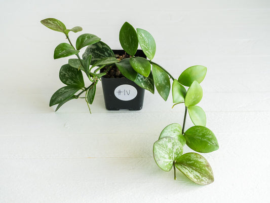 Hoya collina (IR-26) | 2-Inch