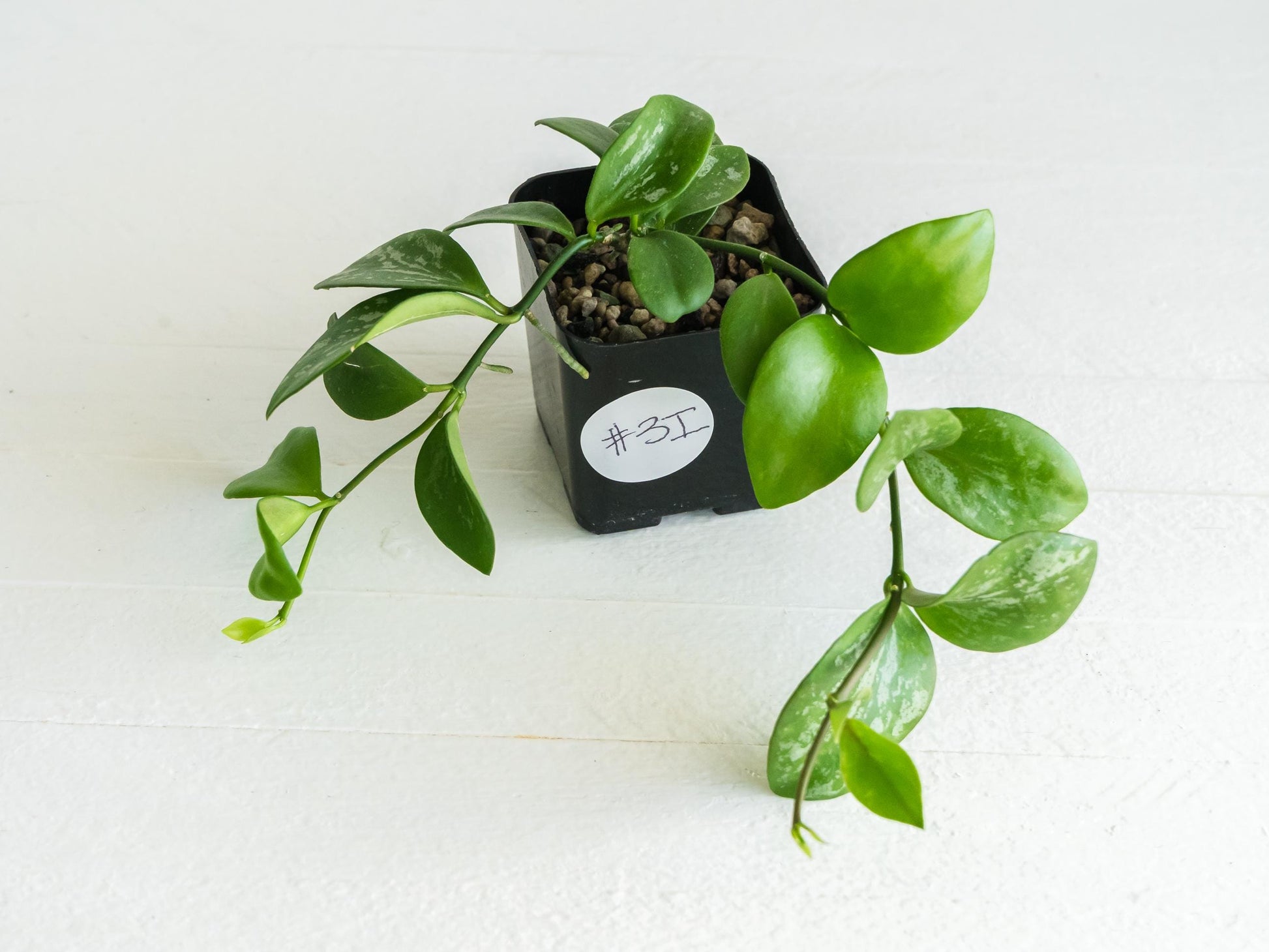 Hoya collina (IR-26) | 2-Inch