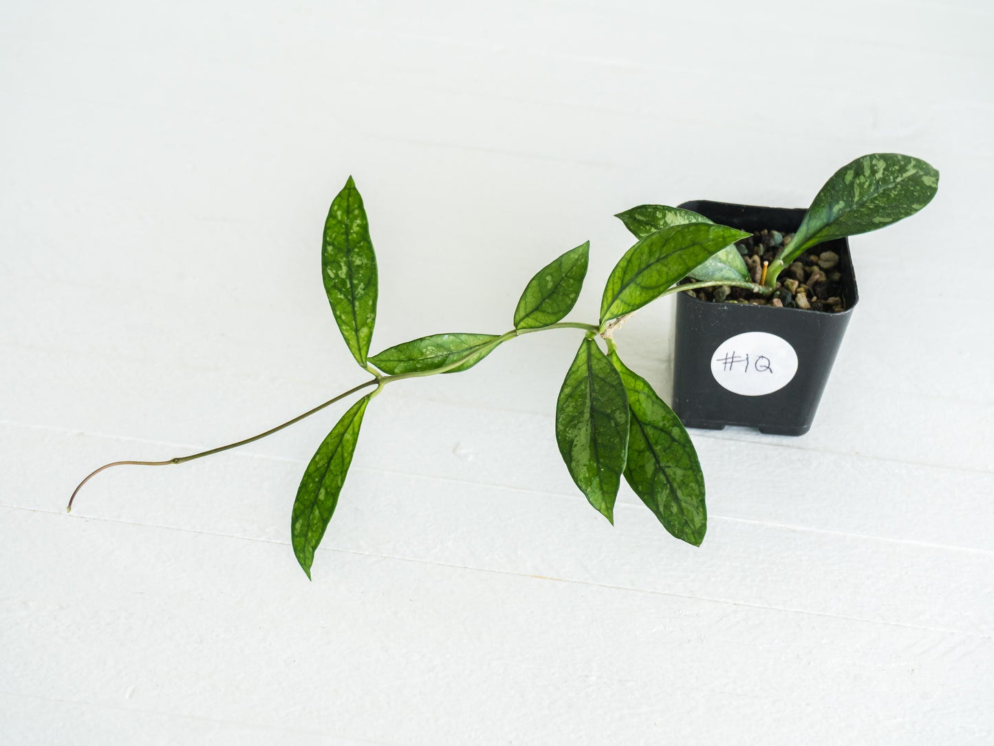 Hoya crassipetiolata (Splash) | 2-Inch