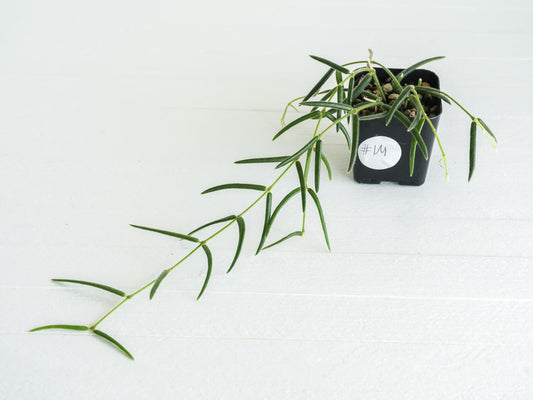 Hoya linearis | 2-Inch