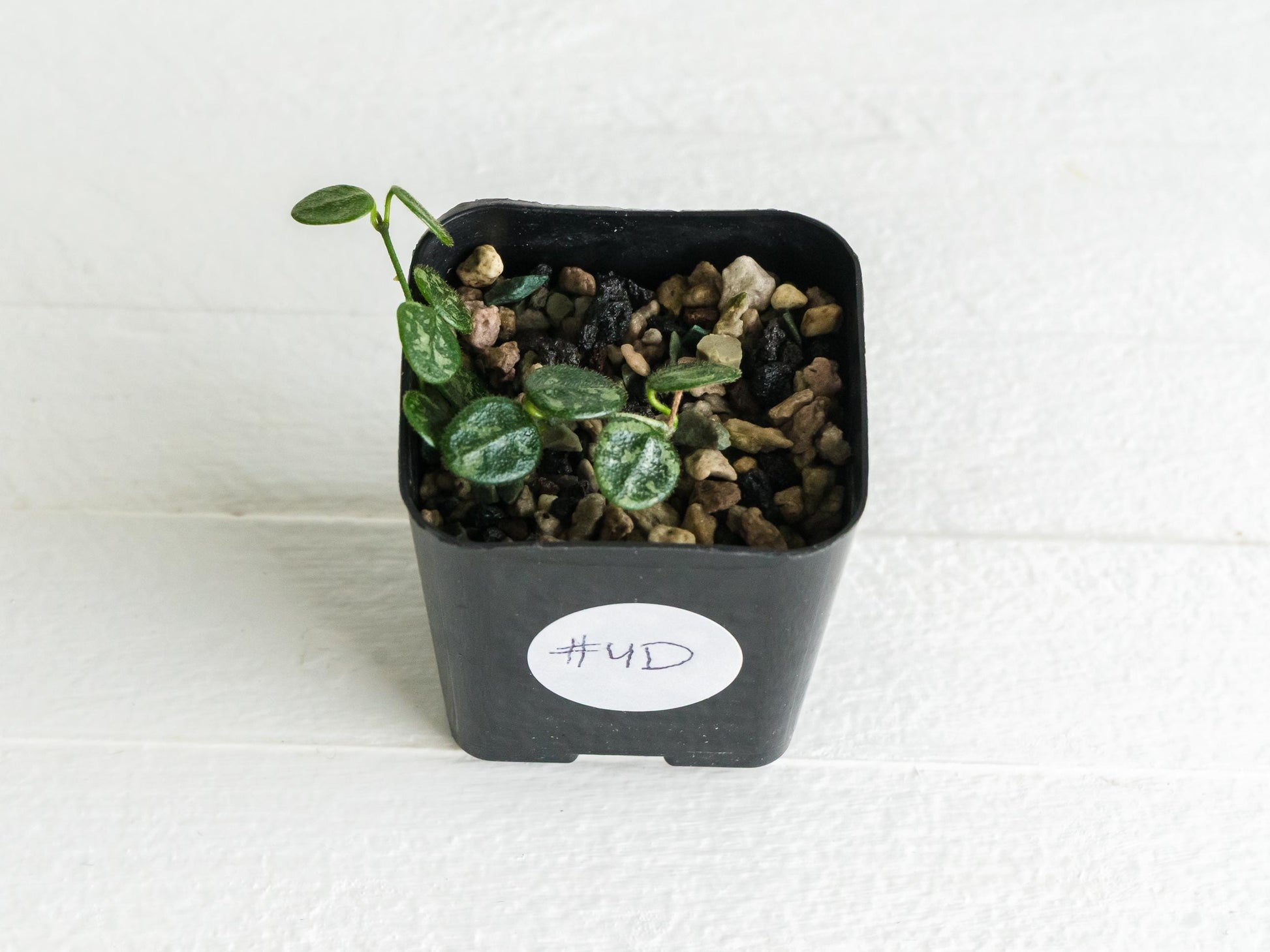 Hoya serpens (Splash) | 2-Inch