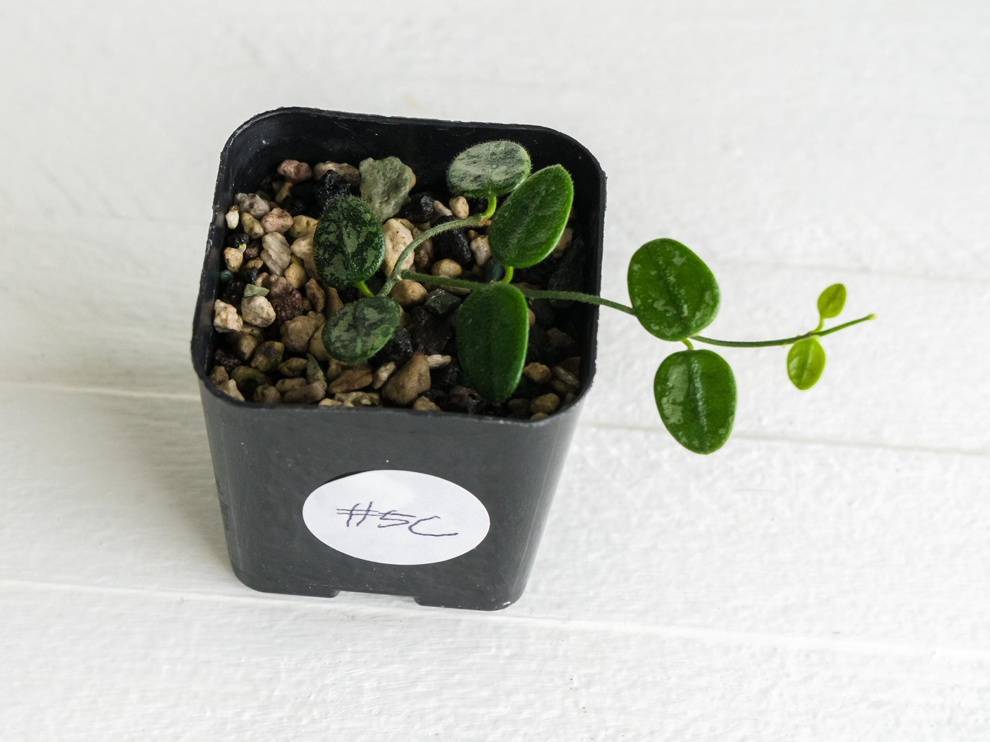 Hoya serpens (Splash) | 2-Inch
