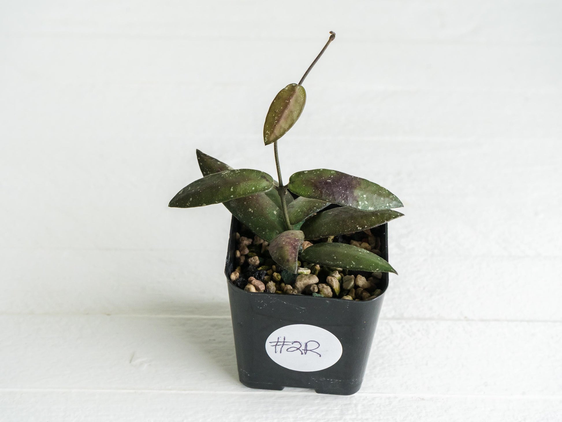 Hoya sigillatis 'Alas River' | 2-Inch