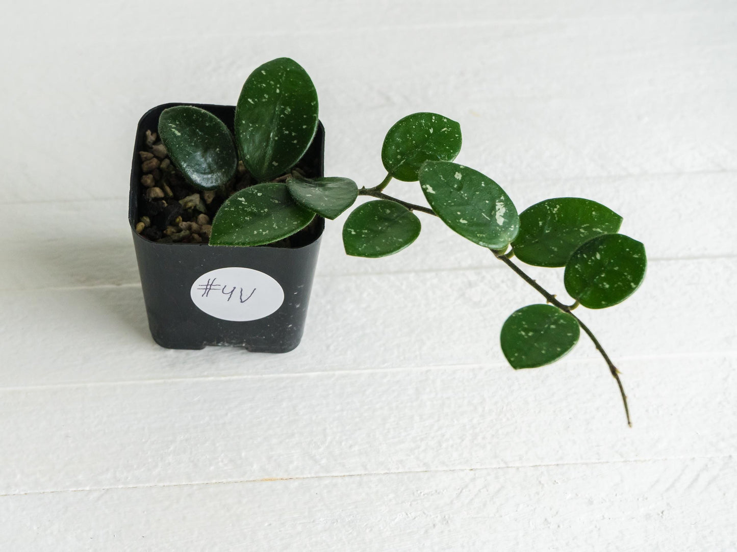 Hoya 'Mathilde' | 2-Inch