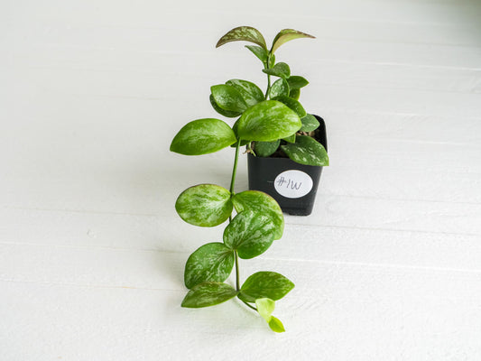 Hoya collina (IR-26) | 2-Inch