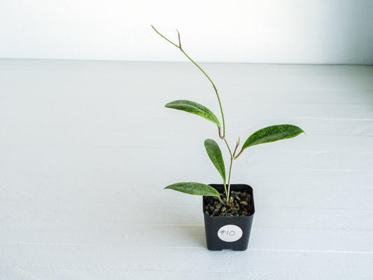 Hoya 'Jita Silver' | 2-Inch