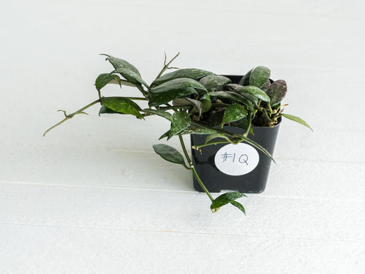 Hoya lacunosa 'Perangin Durian' IML-1896 | 2-Inch