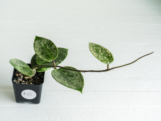 Hoya verticillata (EPC-997) | 2-Inch