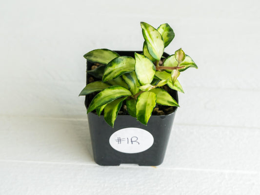 Hoya lacunosa 'Tricolor Bruno' | 2-Inch