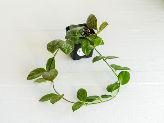 Hoya collina (IR-26) | 2-Inch