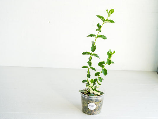 Hoya cumingiana (Albo | Outer Variegated) | 3-Inch