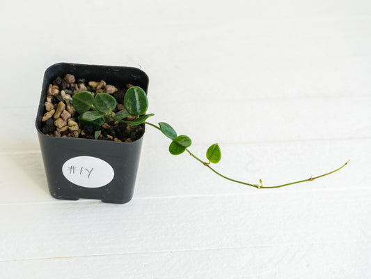 Hoya tengchongensis | 2-Inch