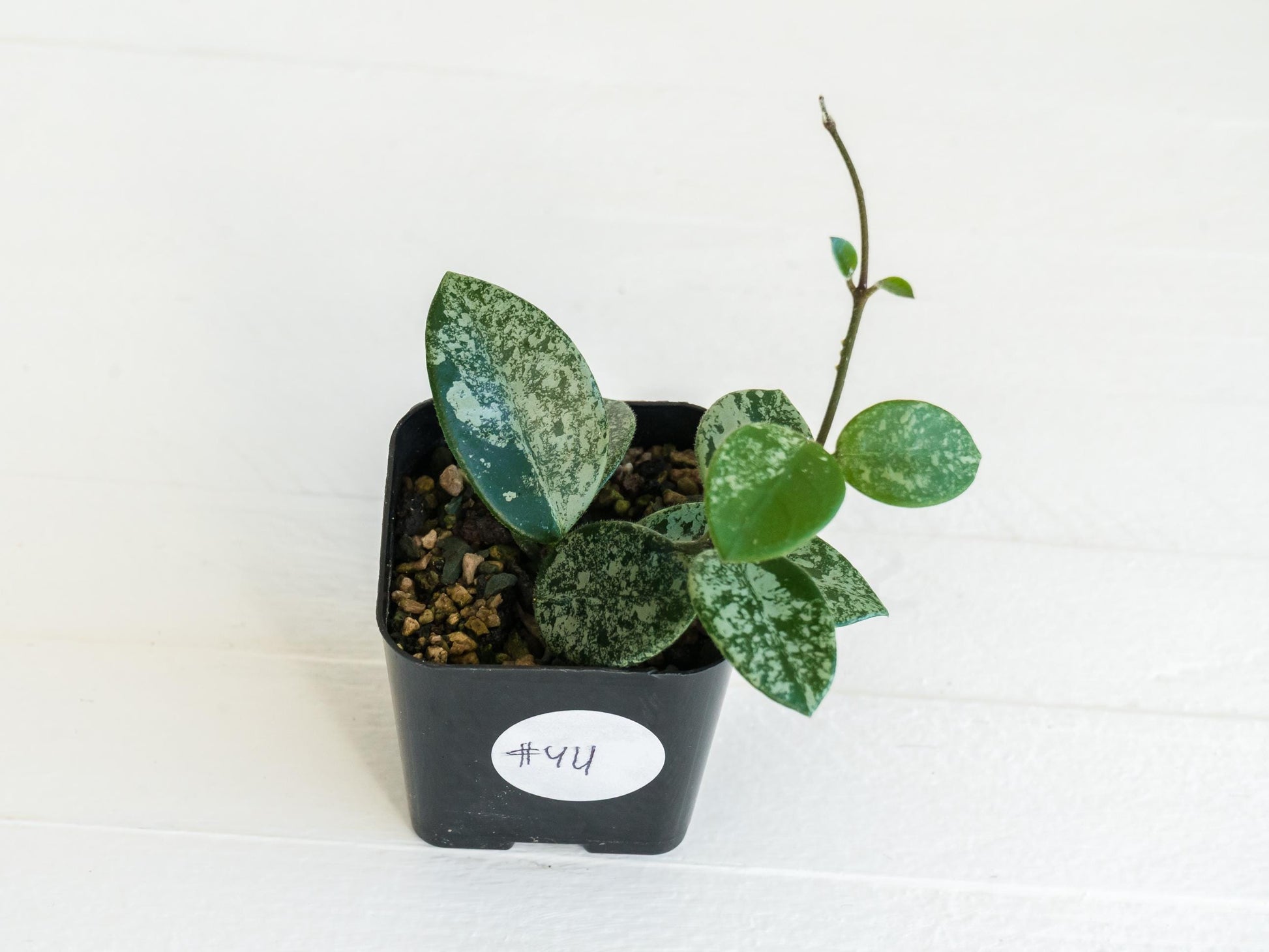 Hoya 'Mathilde' (Splash) | 2-Inch