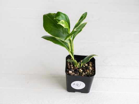 Hoya obscura (Albo | Outer Variegated) | 2-Inch