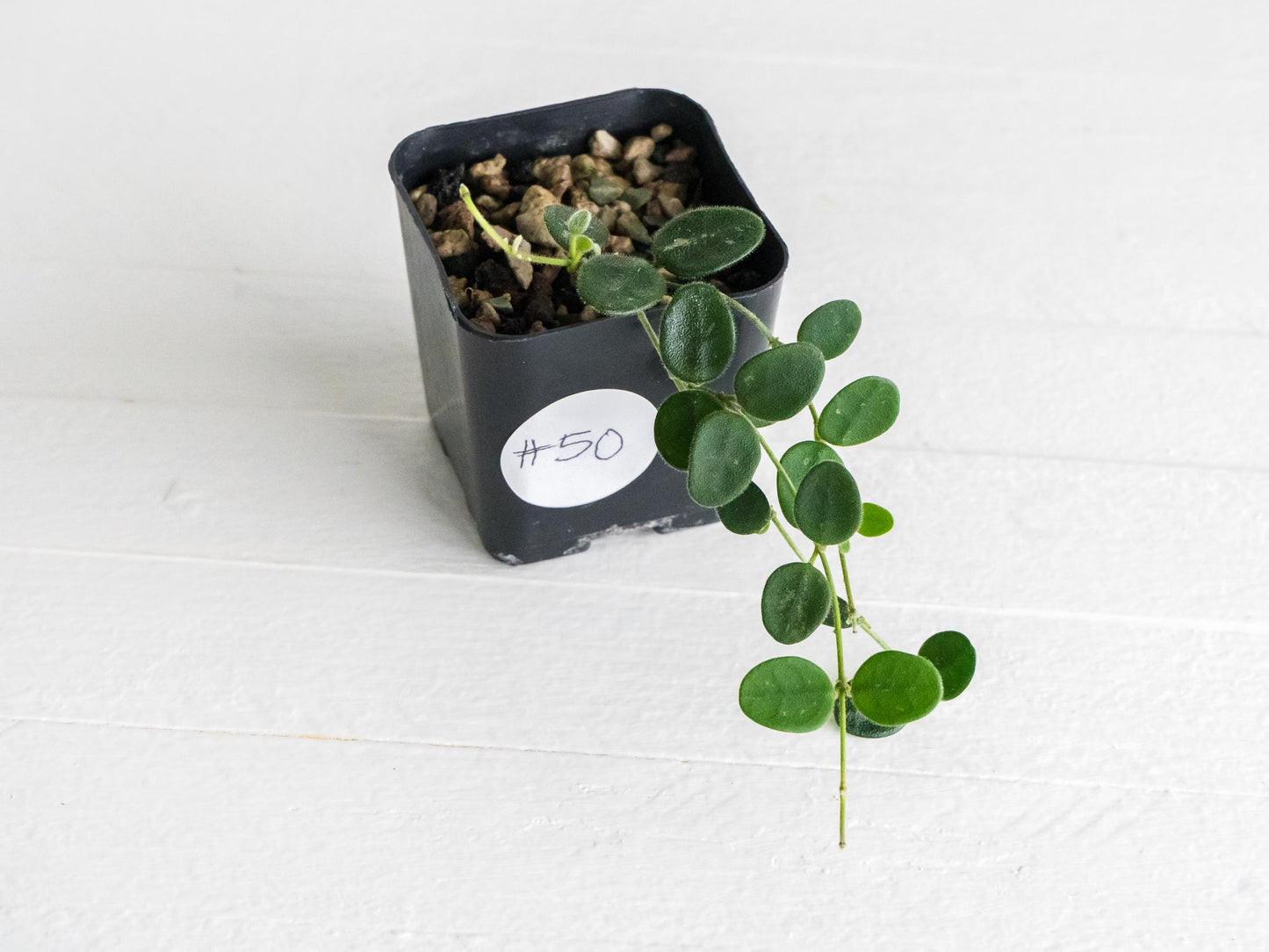 Hoya serpens | 2-Inch