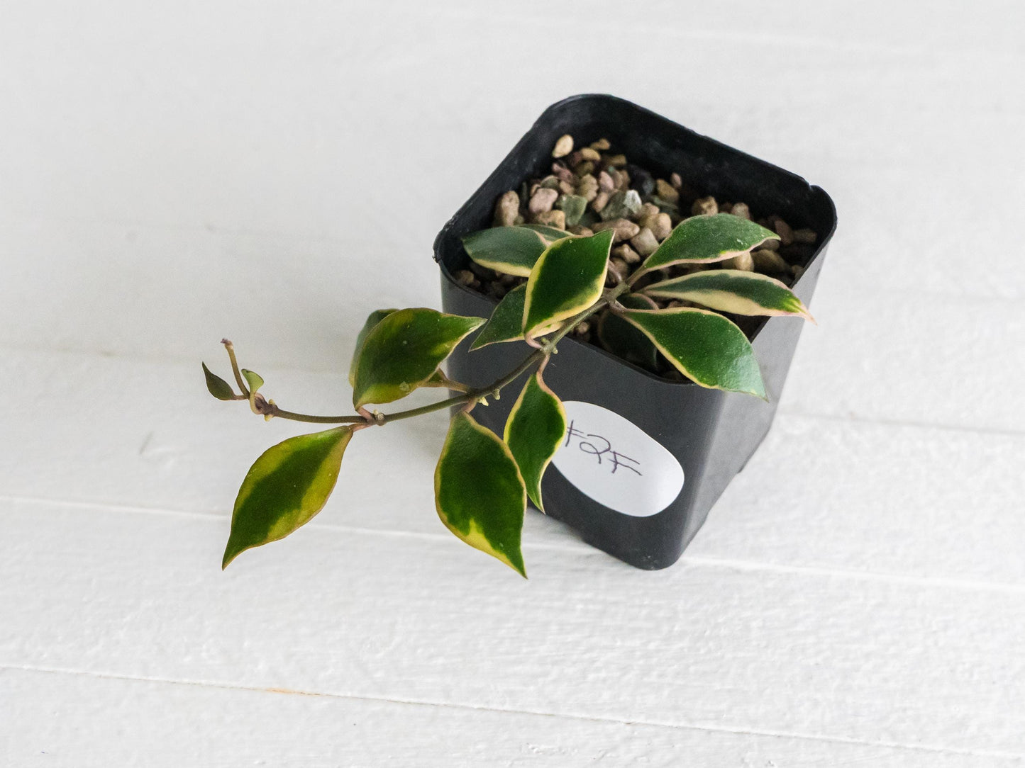 Hoya bakoensis (Outer Variegated - Albo) | 2-Inch