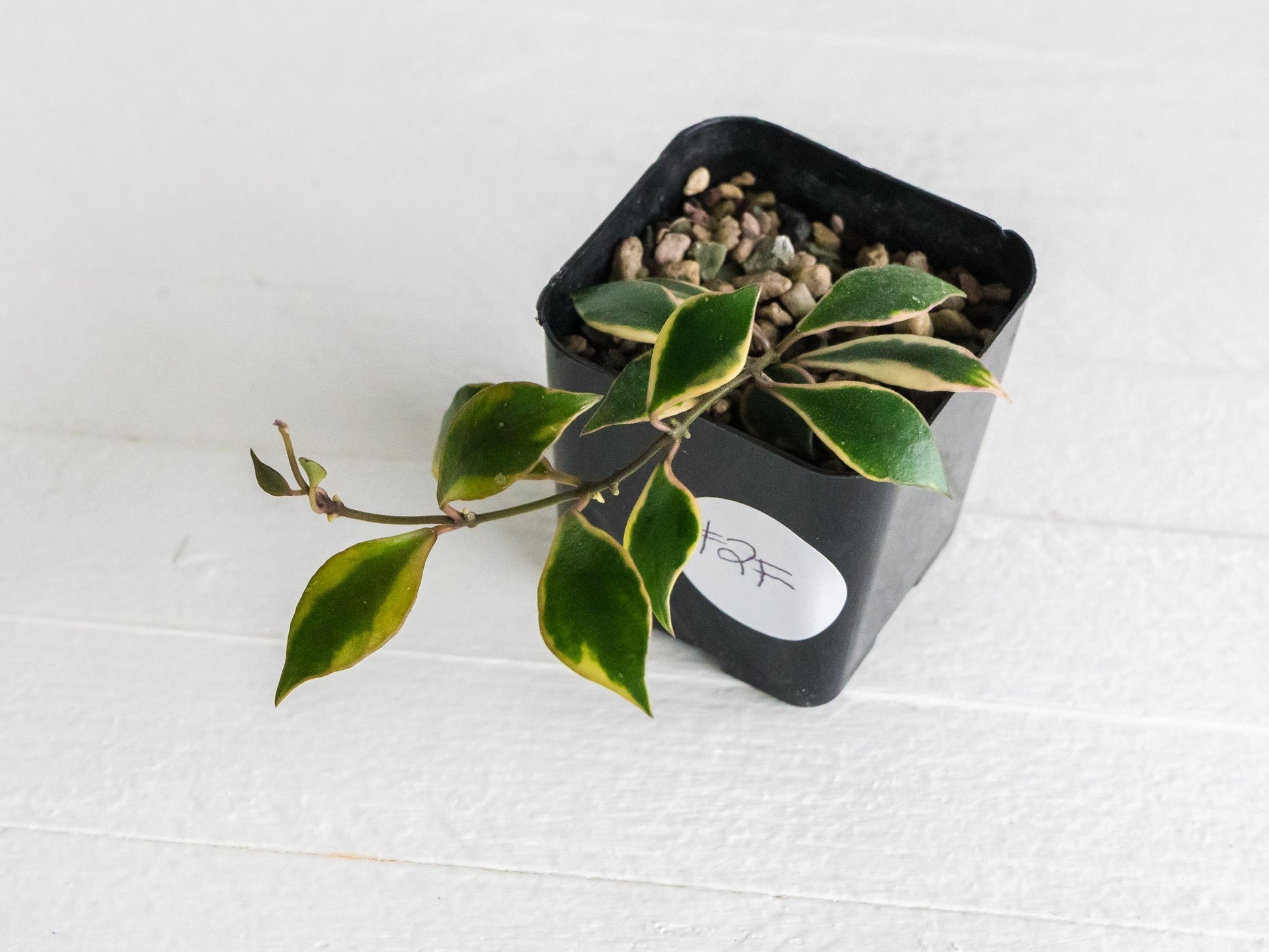 Hoya bakoensis (Outer Variegated - Albo) | 2-Inch