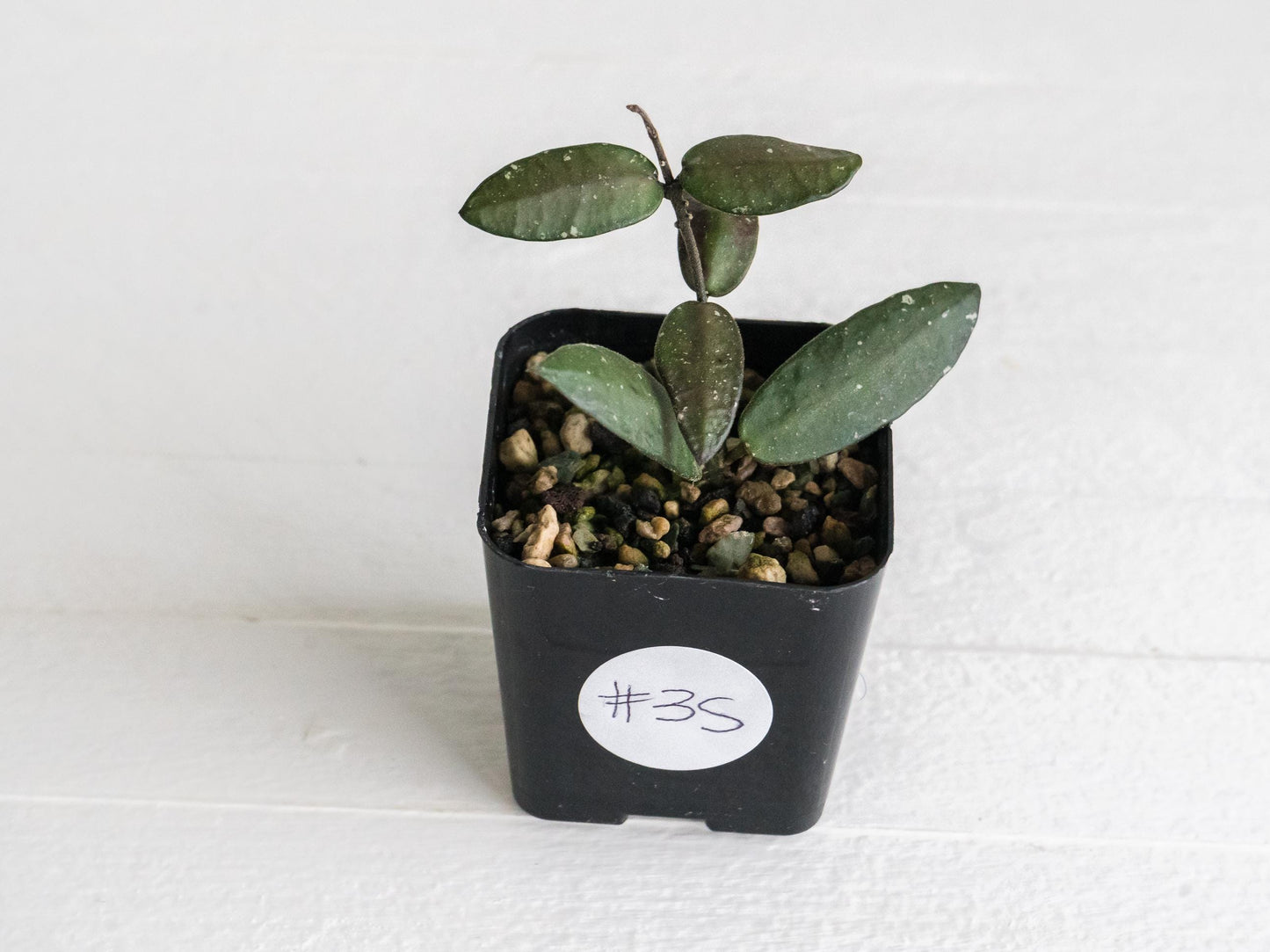 Hoya sigillatis 'Alas River' | 2-Inch