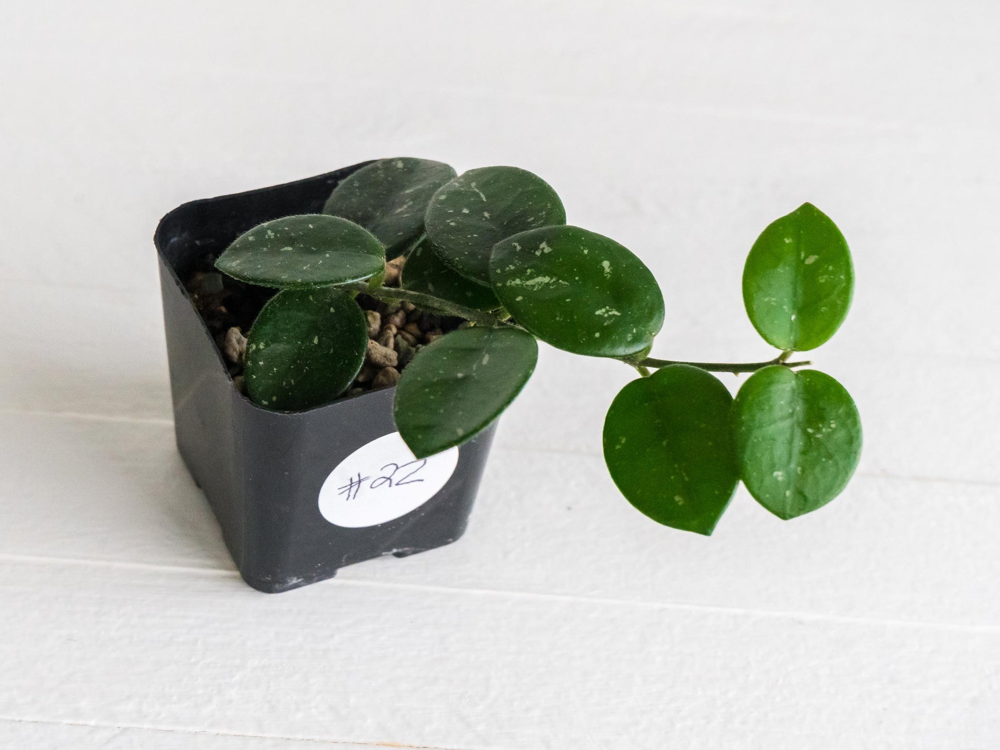 Hoya 'Mathilde' | 2-Inch