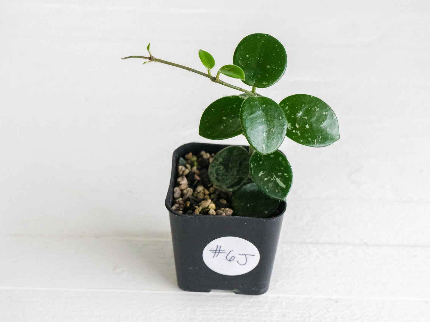 Hoya 'Mathilde' | 2-Inch