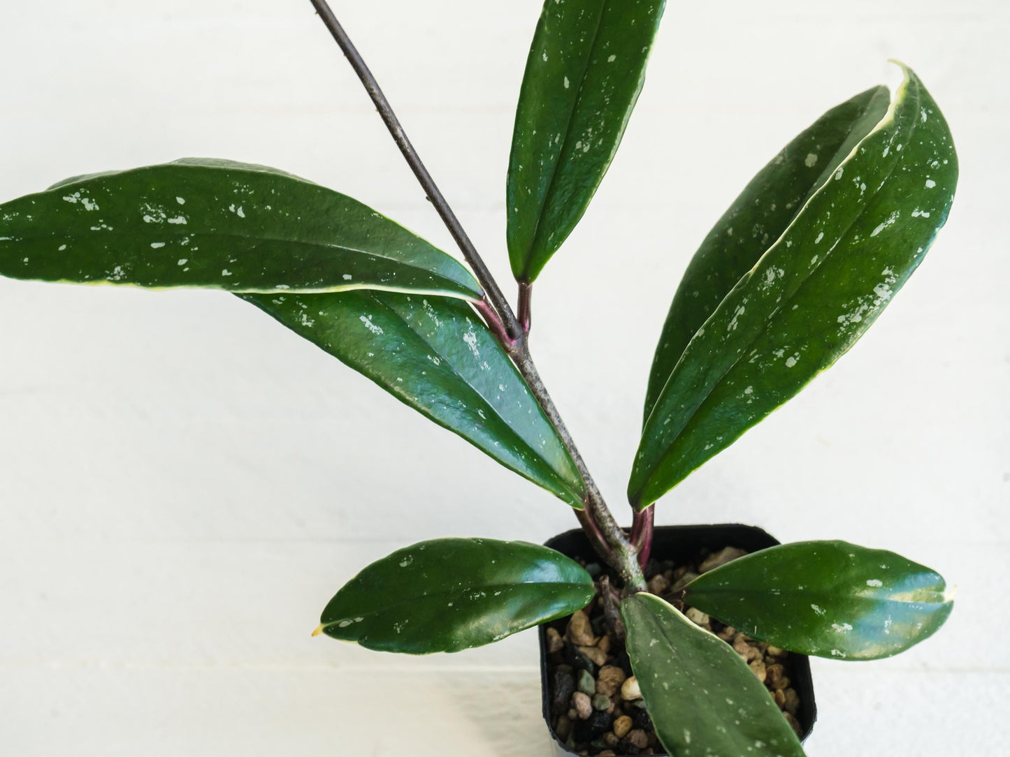 Hoya pubicalyx (Albo, Splash) | 2-Inch