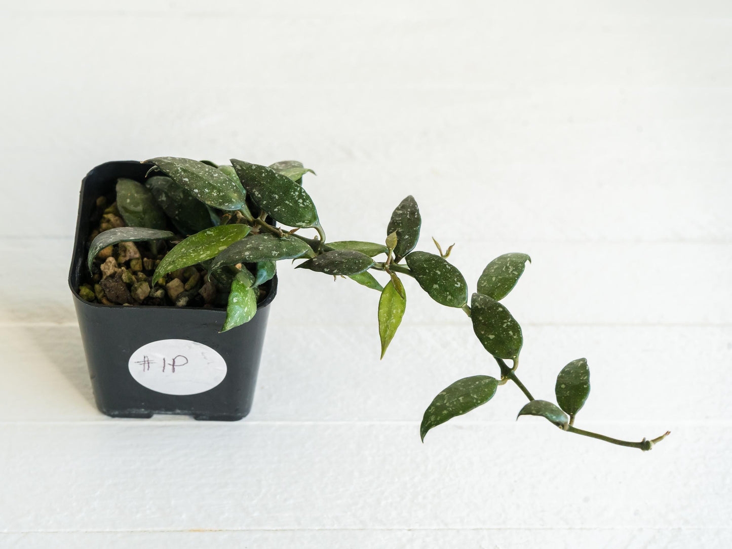 Hoya lacunosa 'Perangin Durian' IML-1896 | 2-Inch