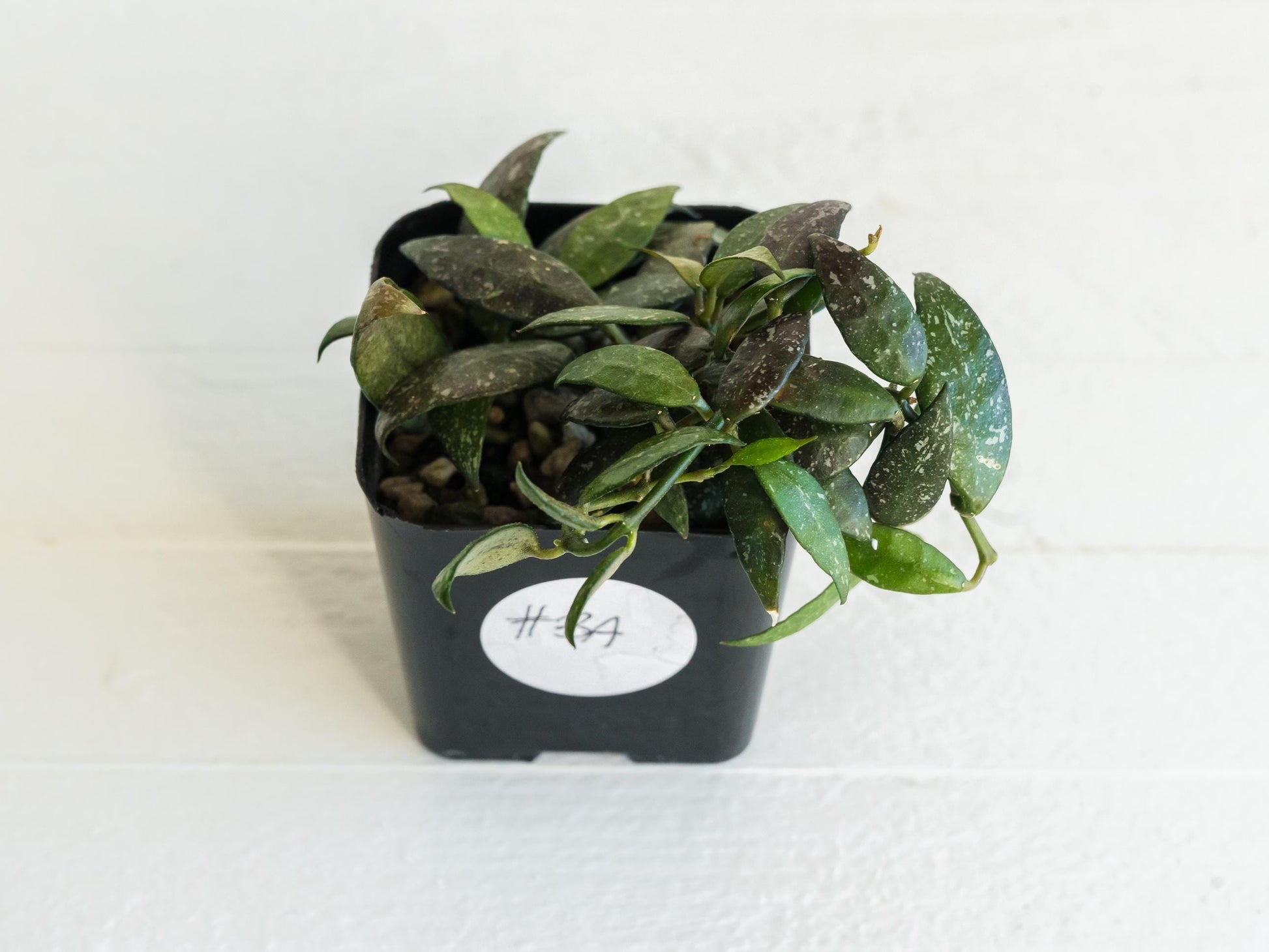 Hoya lacunosa 'Perangin Durian' IML-1896 | 2-Inch