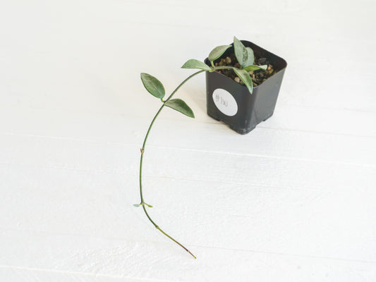 Hoya lima (Silver) | 2-Inch