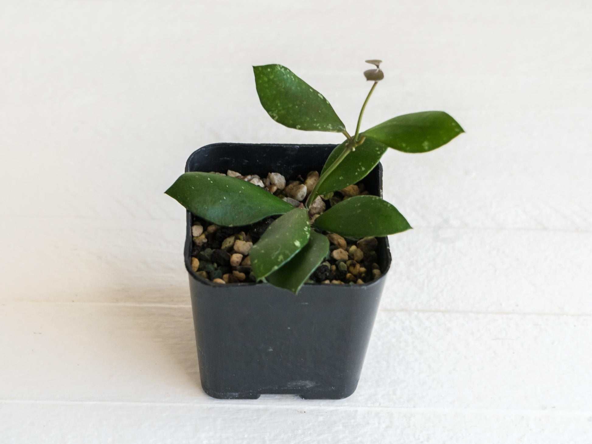 Hoya peltata | 2-Inch