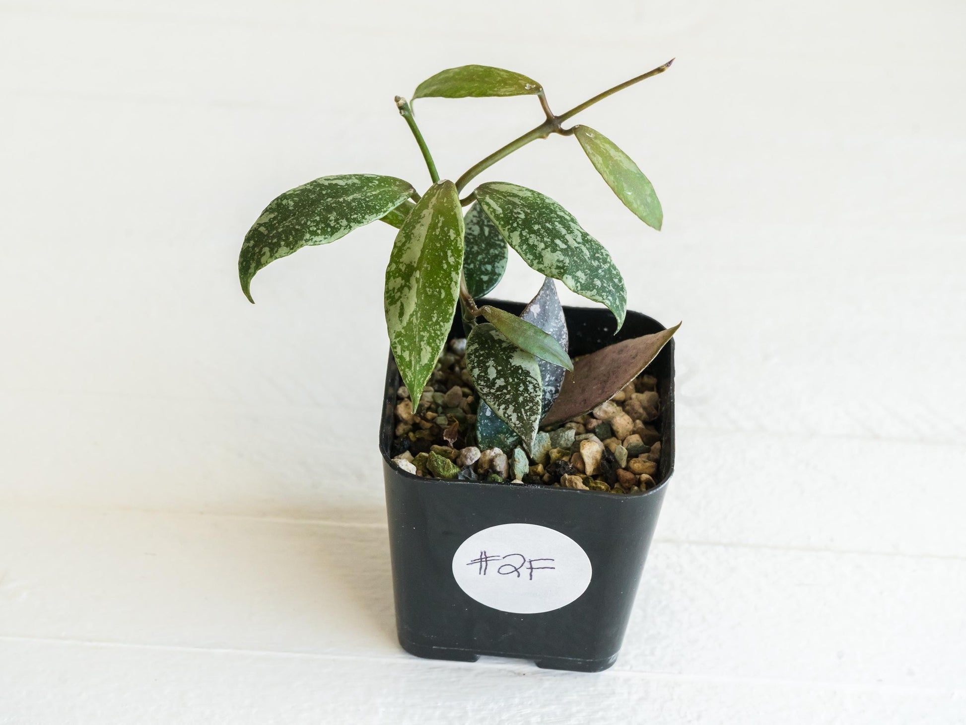 Hoya lacunosa 'Laos Full Splash' | 2-Inch