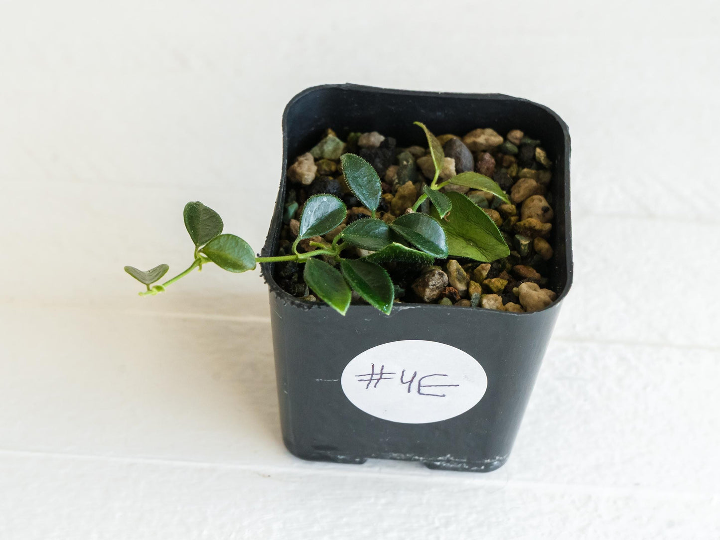 Hoya papua (PNG IM-08) | 2-Inch