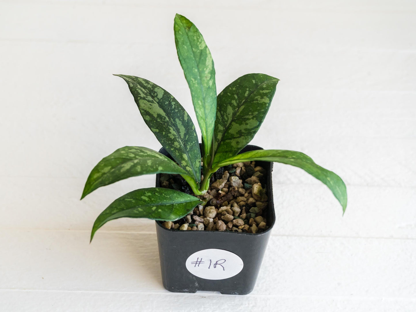 Hoya crassipetiolata (Splash) | 2-Inch