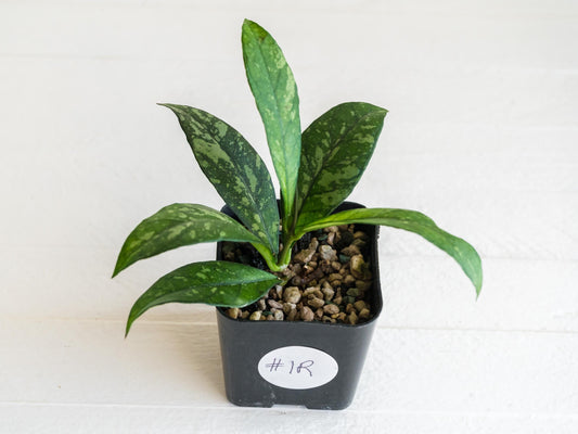 Hoya crassipetiolata (Splash) | 2-Inch