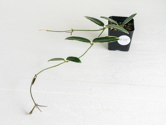 Hoya lyi 'Prism' (Pink Flower) | 2-Inch