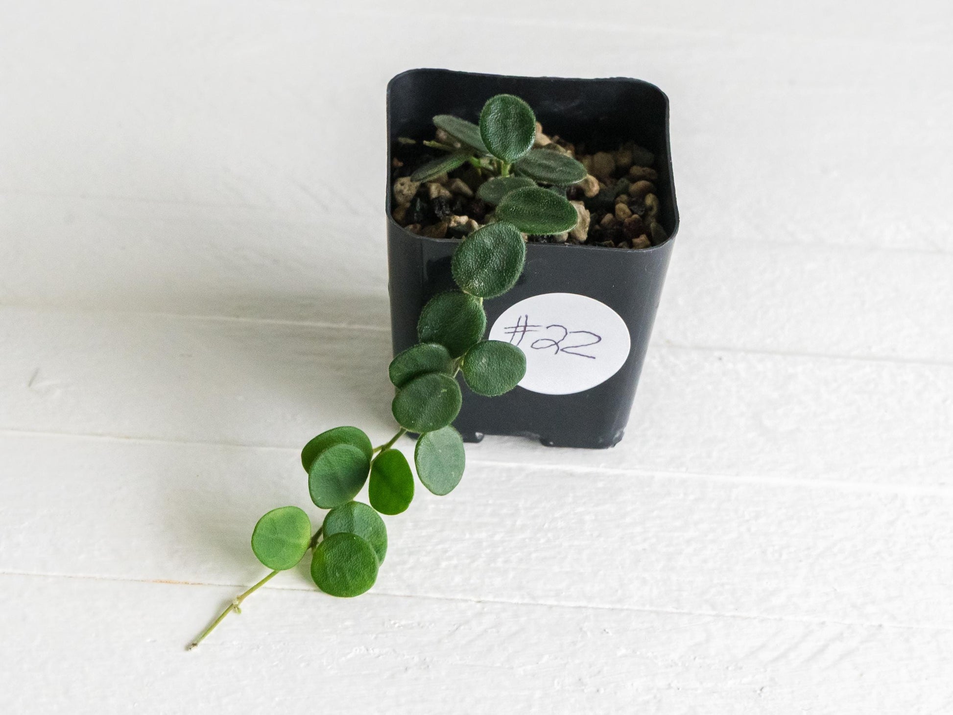 Hoya serpens | 2-Inch