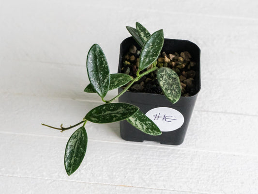 Hoya lima (Splash) | 2-Inch