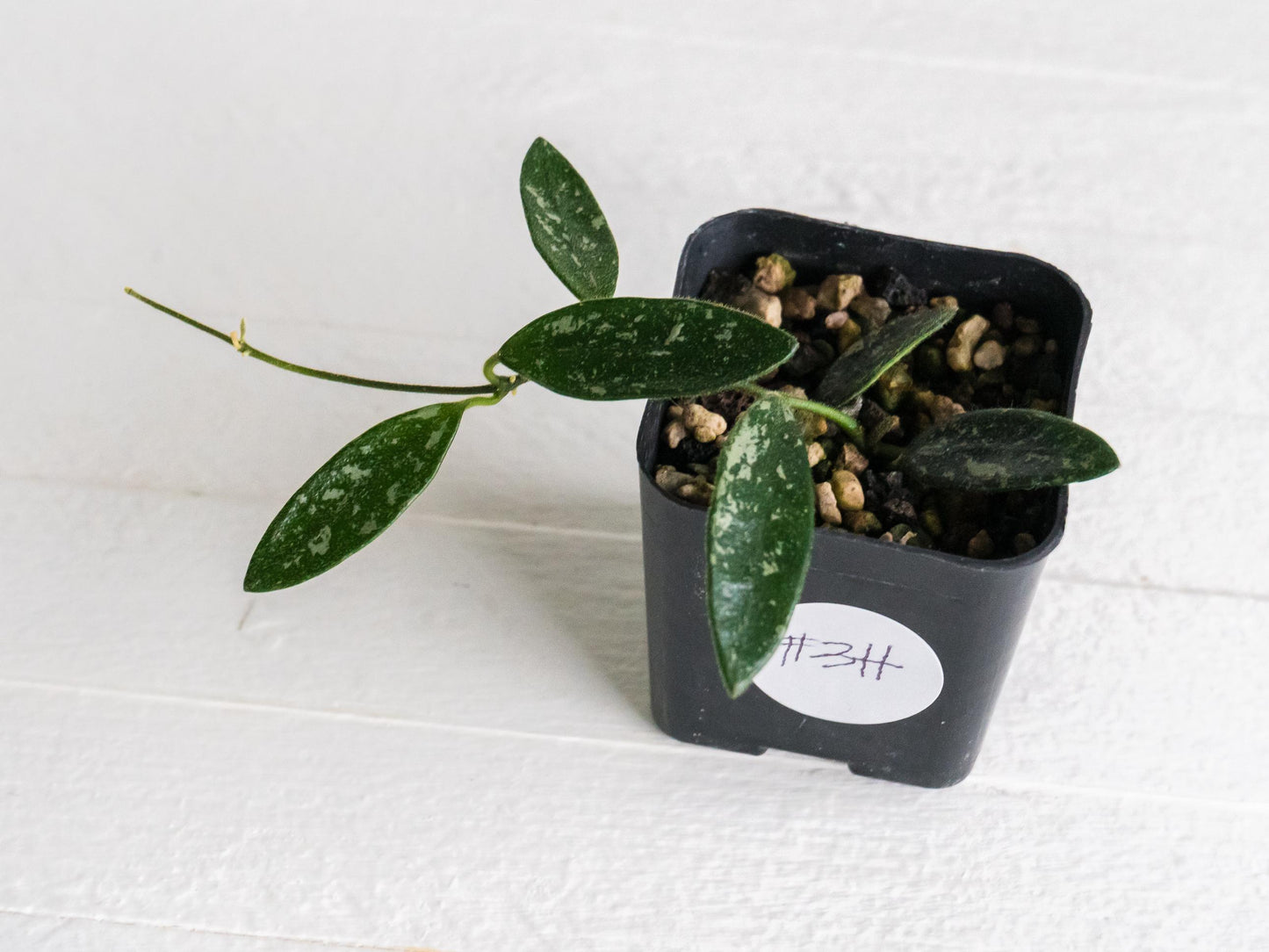 Hoya lima (Splash) | 2-Inch