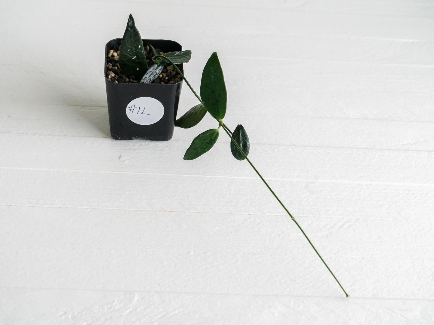 Dischidia GPS-88 | 2-Inch FKA as a Hoya