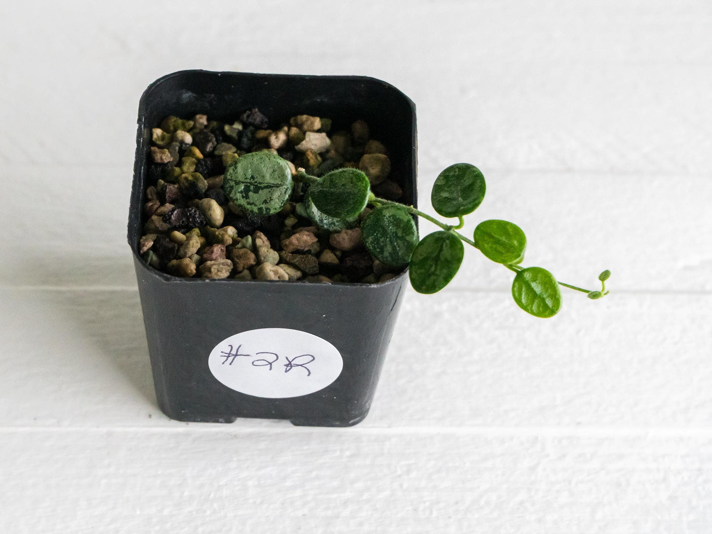 Hoya serpens (Splash) | 2-Inch