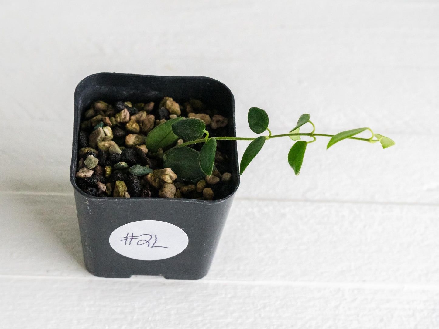 Hoya pulleana IM-02 | 2-Inch