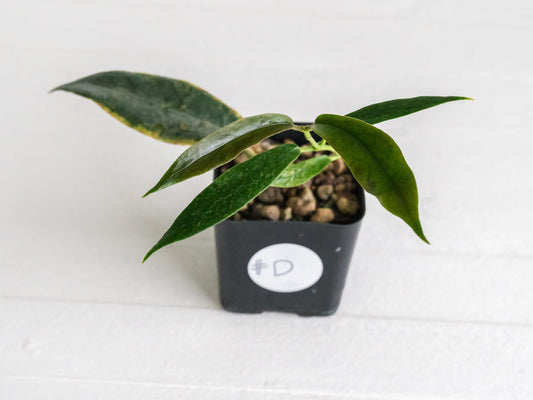 Hoya archboldiana (Albo - Outer Variegated) | 2-Inch